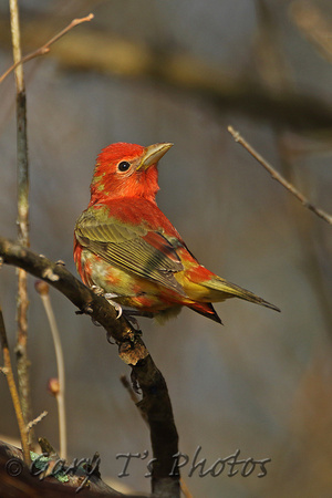 Summer Tanager (1st Summer Male)