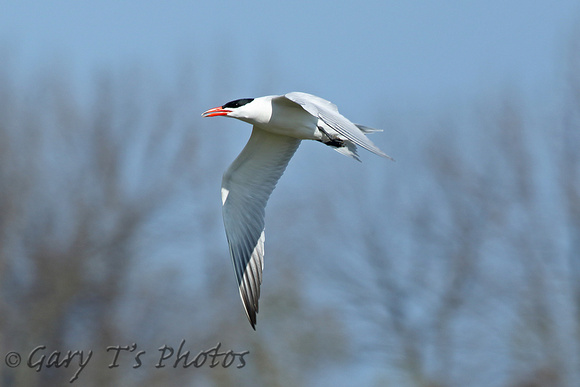 Caspian Tern (Summer)
