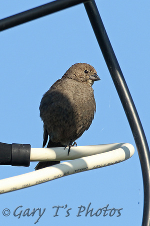 Brown-headed Cowbird (Female)