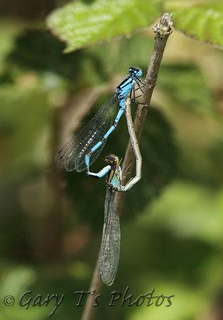Common Blue Damselfly (Enallagma cyathigerum - Pair)