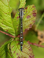 Common Blue Damselfly (Enallagma cyathigerum - Female Immature)