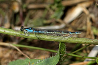 Common Blue Damselfly (Enallagma cyathigerum - Female (Blue form))