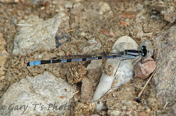 Common Blue Damselfly (Enallagma cyathigerum - Male Immature)