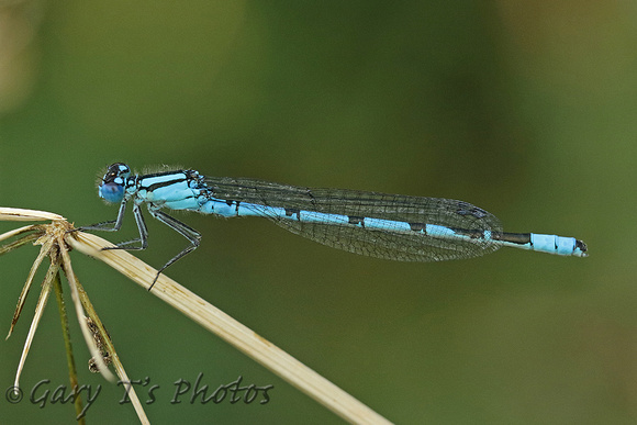 Common Blue Damselfly (Enallagma cyathigerum - Male)