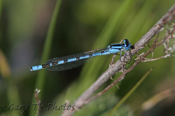 Common Blue Damselfly (Enallagma cyathigerum - Male)