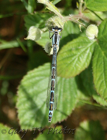 Common Blue Damselfly (Enallagma cyathigerum - Female (Blue form))