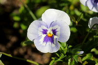 Garden Pansy (Viola tricolor)