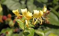 Honeysuckle (Lonicera sp.)