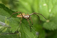 Nursery Web Spider (Pisaura mirabilis)