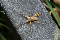 Nursery Web Spider (Pisaura mirabilis)
