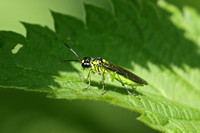 Sawfly (Tenthredo mesomelas)