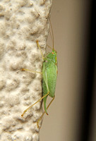 Oak Bush-cricket (Female)