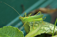 Oak Bush-cricket (Male)