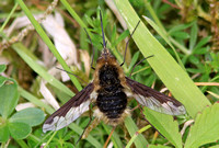 Dark-edged Bee-fly (Bombylius major)
