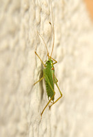 Oak Bush-cricket (Male)