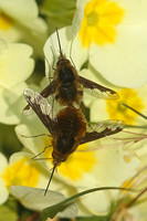 Dark-edged Bee-fly (Bombylius major - Pair)
