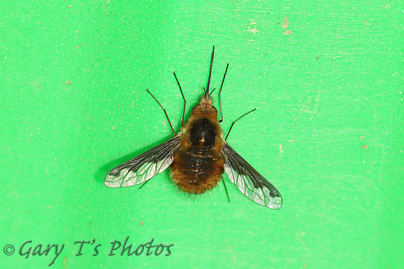 Dark-eged Bee-fly (Bombylius major)