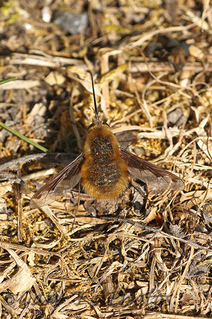 Dark-eged Bee-fly (Bombylius major)