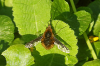 Dark-edged Bee-fly (Bombylius major)