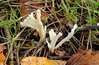 Wrinkled Coral Fungus (Clavulina rugosa)