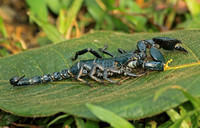 Asian Forest Scorpion (Heterometrus Indus)