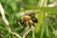Mining Bee (Andrena nitida)