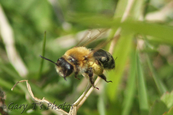 Mining Bee (Andrena nitida)