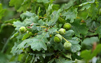 English Oak (Quercus robber - Acorns)