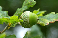 English Oak (Quercus robber - Acorn)