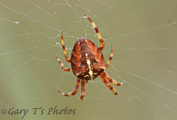 Garden Orb Spider (Araneus diadematus)