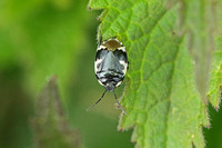 Shieldbug - Pied Shieldbug (Tritomegas bicolor)