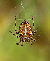 Garden Orb Spider (Araneus diadematus)