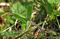 Hepatica (Hepatica nobilis)