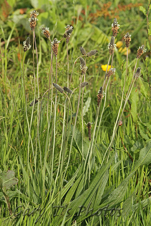 Ribwort Plantain (Plantago lanceolata)