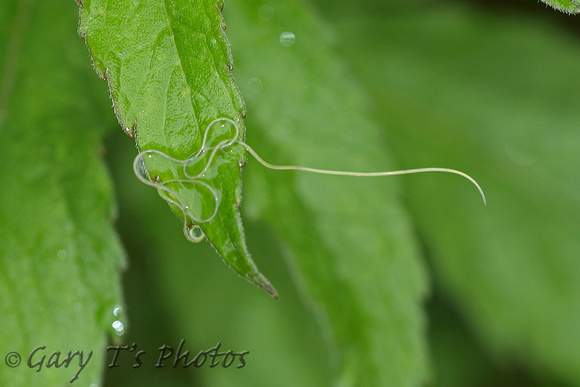 Horsehair Worm