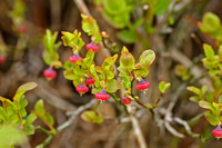 Bilberry (Vaccinium sp. - Flower)
