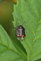 Shieldbug - Crucifer Shieldbug (Eurydema oleracea)