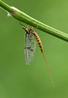 Mackerel Mayfly (Ephemera vulgata)