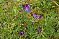 Mountain Pansy (Viola lutea)