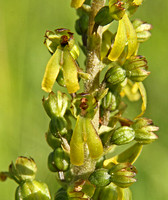 Common Twayblade (Listera ovata)