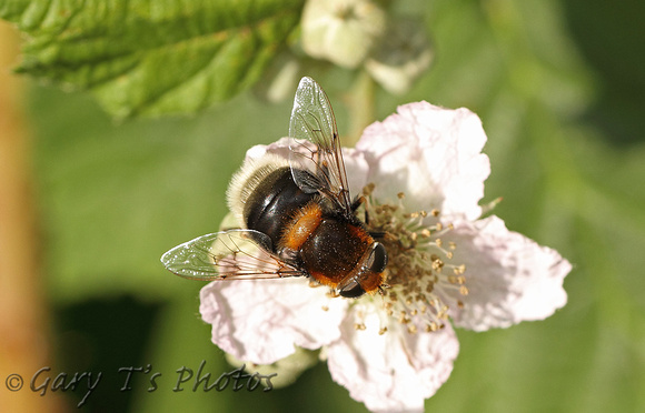 Eristalis intricarius (Female)