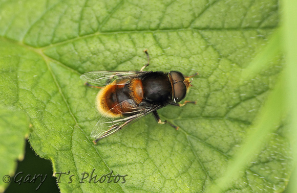 Eristalis intricarius (Male)