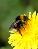 Bombus terrestris (Buff-tailed Bumble Bee)