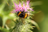 Buff-tailed Bumble Bee (Bombus terrestris)