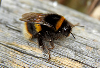 Buff-tailed Bumblebee (Bombus terrestris)