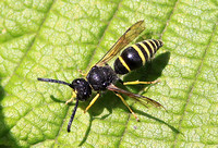 Ancistrocerus gazella (European Potter Wasp)