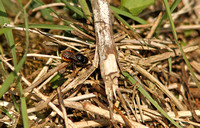 Two-coloured Mason Bee (Osmia bicolor)