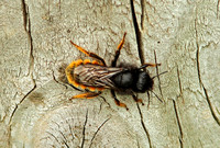 Osmia bicolor (Two-coloured Mason Bee)