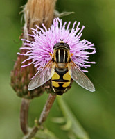 Sun Fly (Helophilus trivittatus)