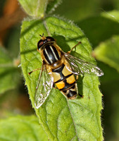 Sun Fly (Helophilus trivittatus-Female)